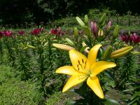 棚田のスカシユリ