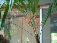 カンノンチクの花