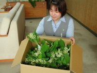 姉妹都市の帯広からスズランか届きました