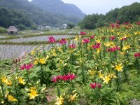 棚田のスカシユリ