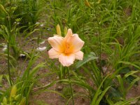 棚田のヘメロカリス