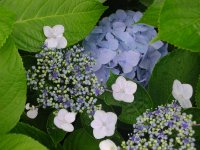 アジサイ