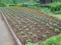 外部花壇植え替え終了