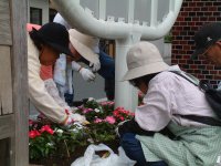 花の会の町内花苗植え替え