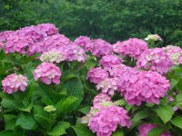 那賀バイパスアジサイ