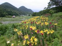棚田のスカシユリ