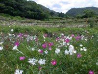 棚田のナデシコ