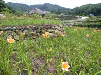 棚田ヘメロカリス