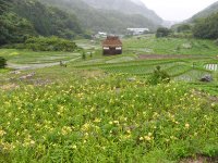 棚田のヘメロカリス