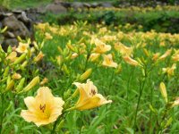 雨のヘメロカリス