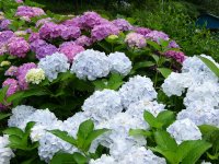 山口のアジサイ