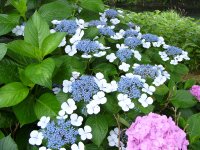 那賀バイパスガクアジサイ