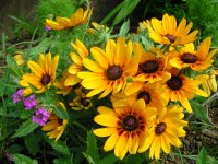 建久寺花壇のルドベキア