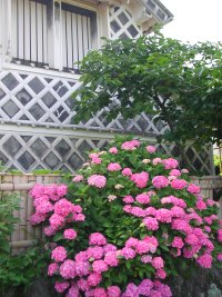 なまこ壁とアジサイ