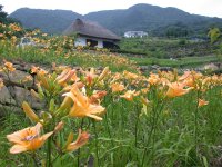 石部棚田のヘメロカリス