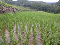 棚田の稲は順調に育っています