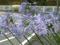 岩地のアガパンサス