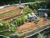 岩地天寿会が花壇の移植を行いました。