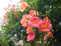 ノウゼンカヅラ