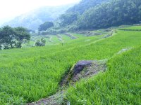 石部の棚田