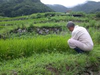 棚田、高橋さんが稲を見てました。