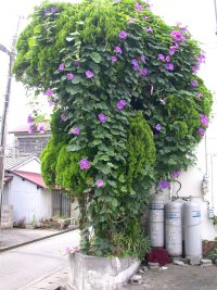 大きなアサガオ