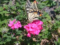 チョウを見つけました