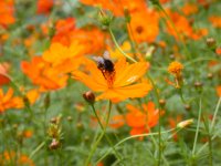 キバナコスモス