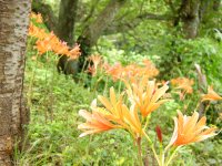 キツネノカミソリ