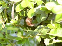 セミのヌケガラ