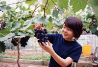 ぶどう狩り