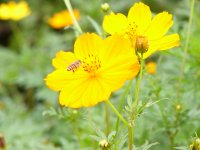 キバナコスモス