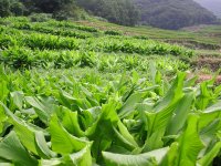 棚田のウコン畑