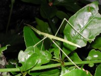 クリックすると擬態して木に化けたようすがみられます