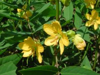 棚田で咲いていた「ハブソウ」