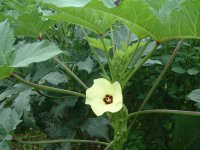 オクラの花