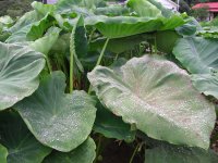 今日は明け方まで雨が降りました