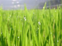 稲のツユ