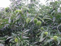 栗が実り始めました