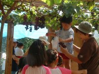 ブドウ狩りを楽しむ岩科幼稚園の園児達