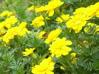 マリーゴールド