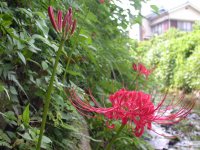 彼岸花