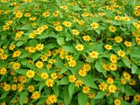 メランポジウム