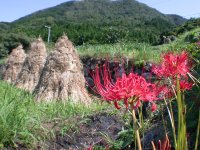 茅の「ボッチ」