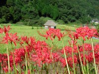 県都市景観賞受賞「石部棚田」