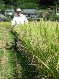 稲刈り