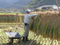稲をかける