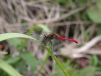 赤とんぼ