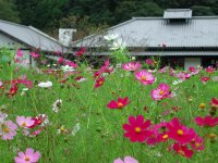 三聖苑のコスモス