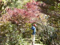 ドウダンツツジ